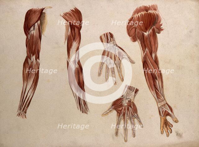 Muscles of the arm and hand: five écorché figures, 1880. Creator: Adele Mongredien.