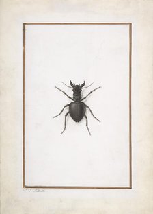A Stag Beetle, . Creator: Pierre-Joseph Redoute.