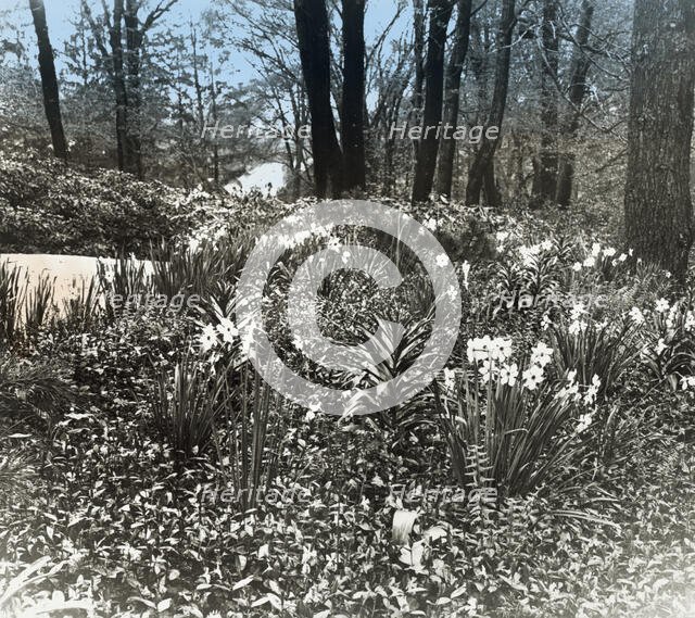 Unidentified house and garden, between 1910 and 1935. Creator: Frances Benjamin Johnston.