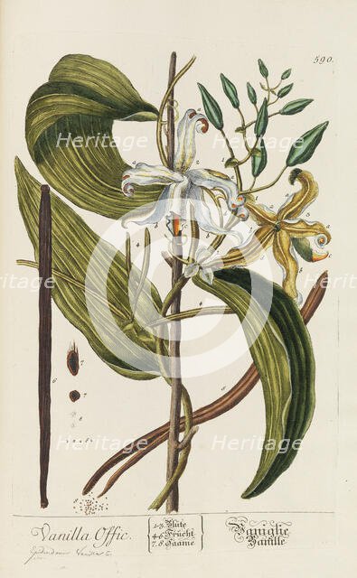 Herbarium Blackwellianum emendatum et auctum, 1754-1773. Creator: Blackwell, Elizabeth Blachrie (1707-1758).