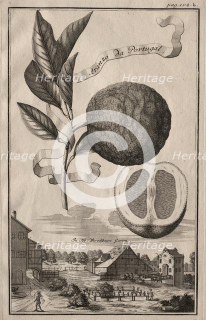 Nurnbergische Hesperides: Aranzo da Portugal, 1714. Creator: Joseph de Montalegre (Hungarian).