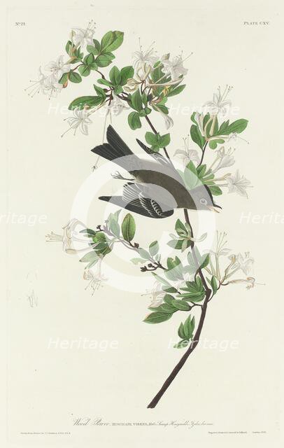 Wood Pewee, 1831. Creator: Robert Havell.