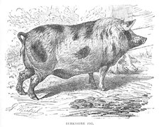 'Berkshire Pig', c1900. Artist: Helena J. Maguire.