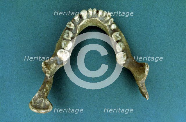 Reproduction of the 'Jaws of Banyoles', jaw of a pre-neanderthal found in 1887 by Pere Alsius in …