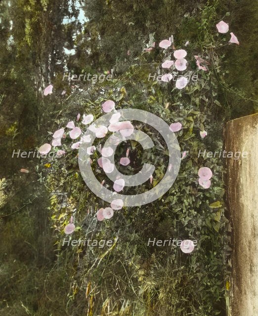 "El Fureidis," James Waldron Gillespie house, Parra Grande Lane, Montecito, California, 1917. Creator: Frances Benjamin Johnston.