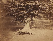 Beech Tree, Forest of Fontainebleau, c. 1856. Creator: Gustave Le Gray.