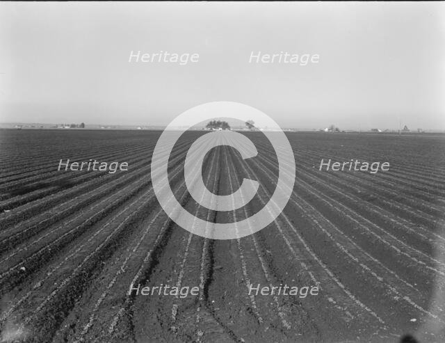Large scale, commercial agriculture, Salinas Valley, California, 1939. Creator: Dorothea Lange.