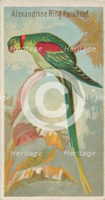 Alexandrine Ring Parakeet, from the Birds of the Tropics series (N5) for Allen & Ginter Ci..., 1889. Creator: Allen & Ginter.
