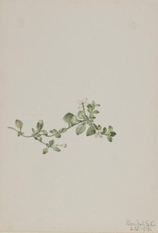 Trailing Houstonia (Houstonia procumbens), 1918. Creator: Mary Vaux Walcott.