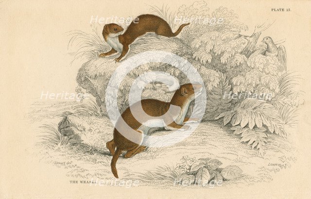 Weasel (Putorius nivalis/Mustela vulgaris), the smallest European carnivore, 1828. Artist: Unknown