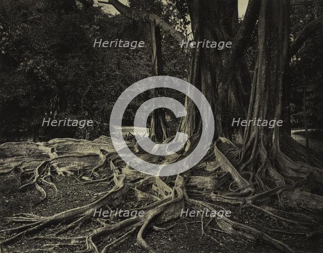 Rubber Tree, Assam, India (Ficus Elastica), c.1880s. Creator: Charles T. Scowen (British).