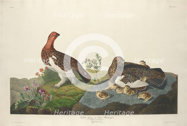 Willow Grous, 1834. Creator: Robert Havell.