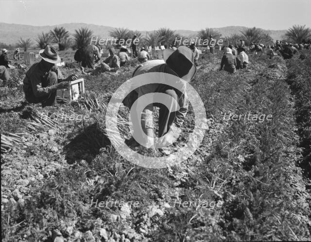 Carrot pullers from Texas, Oklahoma, Missouri, Arkansas and Mexico in Coachella Valley, CA, 1937. Creator: Dorothea Lange.