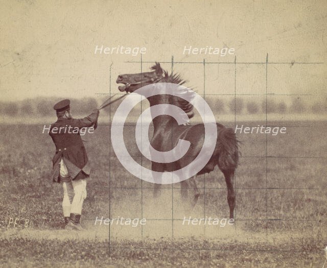 Horse, 1884. Creator: Ottomar Anschütz.