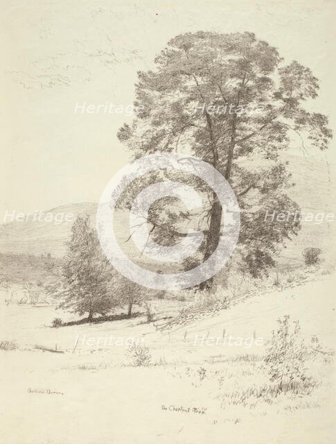 The Chestnut Tree, c1920s. Creator: Bolton Coit Brown.