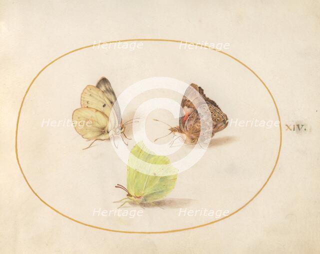 Plate 14: Three Butterflies, c. 1575/1580. Creator: Joris Hoefnagel.