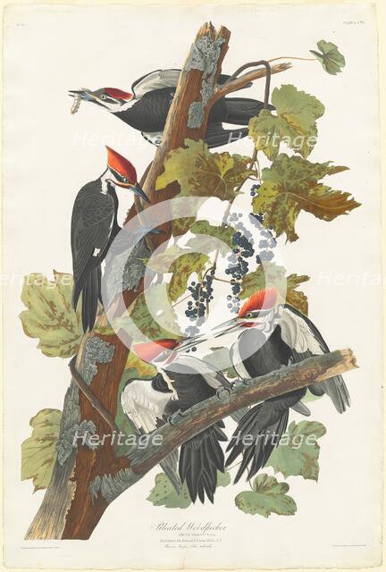 Pileated Woodpecker, 1831. Creator: Robert Havell.