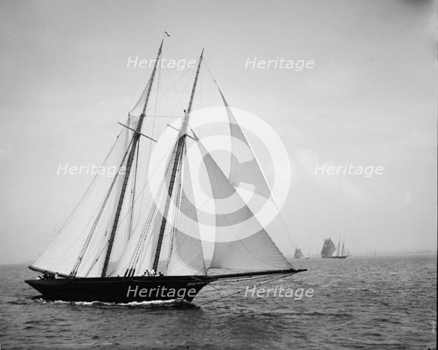 Sea Fox, between 1890 and 1900. Creator: John S Johnston.