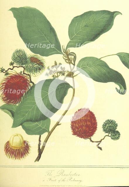 The Rambootan, a Fruit of the Poolasang, 1806.  Creator: Thomas Medland.