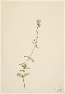 Veronica serpyllifolia, 1911. Creator: Mary Vaux Walcott.