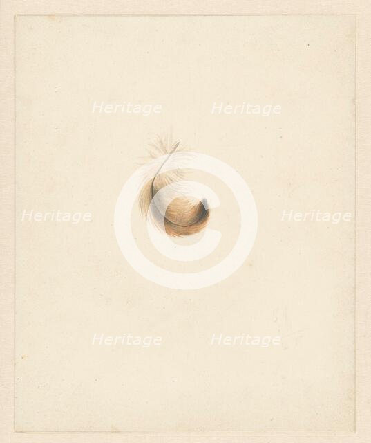 Study of a feather, 1824-1900. Creator: Albertus Steenbergen.