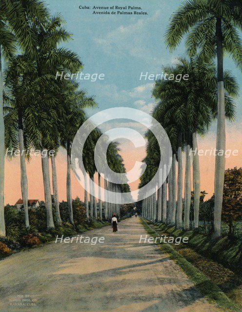 Avenue of royal palms, Cuba, c1920. Artist: Unknown.