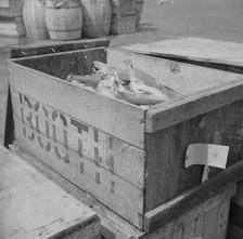 Box of fish at the Fulton fish market waiting to be iced, New York, 1943. Creator: Gordon Parks.