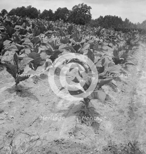 Part of Zollie Lyon's tobacco, nearly ready for priming, Wake County, North Carolina, 1939. Creator: Dorothea Lange.