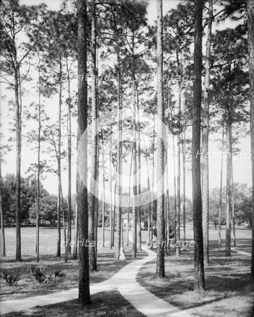 Pines at the College Arms Hotel, De Land, Fla., c1904. Creator: Unknown.