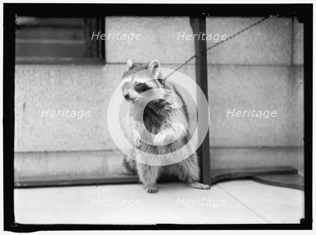 Raccoon, between 1913 and 1917. Creator: Harris & Ewing.