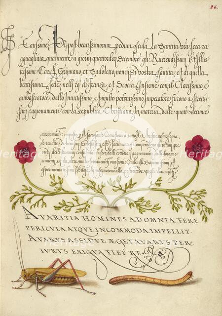Pheasant's-Eye, Cricket or Grasshopper, and Wireworm, 1561-1562; illumination added 1591-1596. Creator: Joris Hoefnagel.