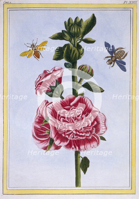 Passerose (Hollyhock),  pub. 1776. Creator: Pierre Joseph Buchoz (1731-1807).