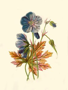 'Meadow Crane's-Bill', 1877. Creator: Frederick Edward Hulme.