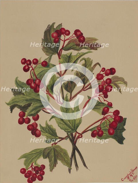 Grouseberry (Viburnum americanum), 1880. Creator: Mary Vaux Walcott.