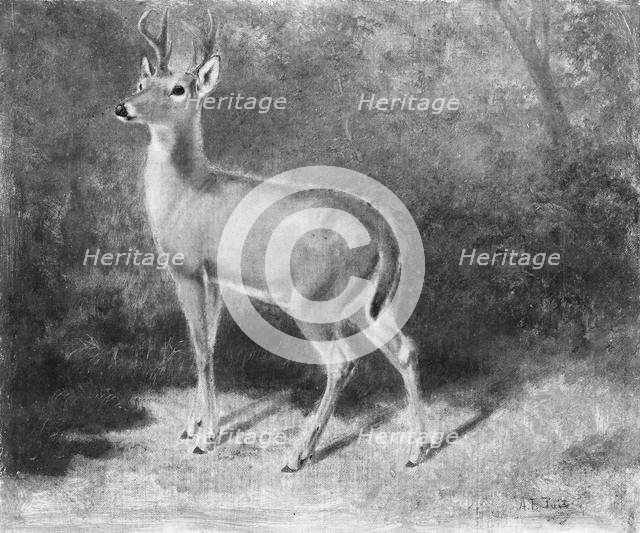Deer—Sketch from Nature, ca. 1882. Creator: Arthur Fitzwilliam Tait.