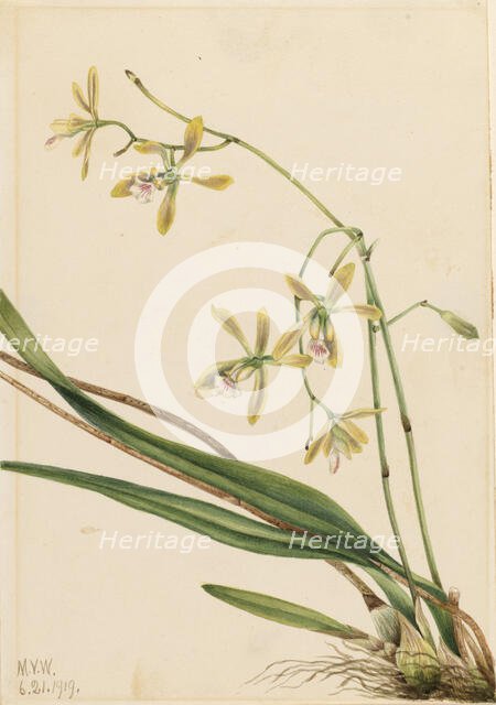 Tampa Epidendrum (Epidendrum tampense), 1919. Creator: Mary Vaux Walcott.