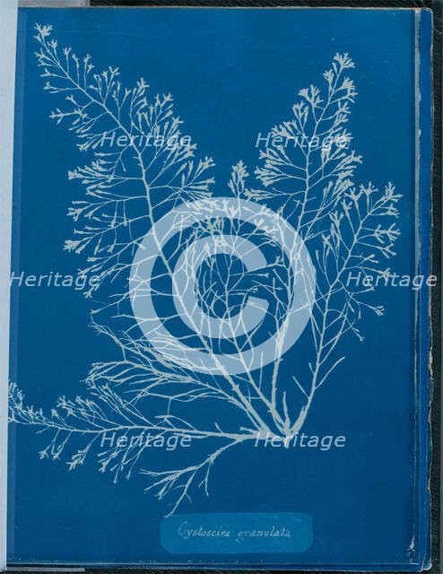 Cystoseria granulata, 1843 or 1844. Creator: Anna Atkins.