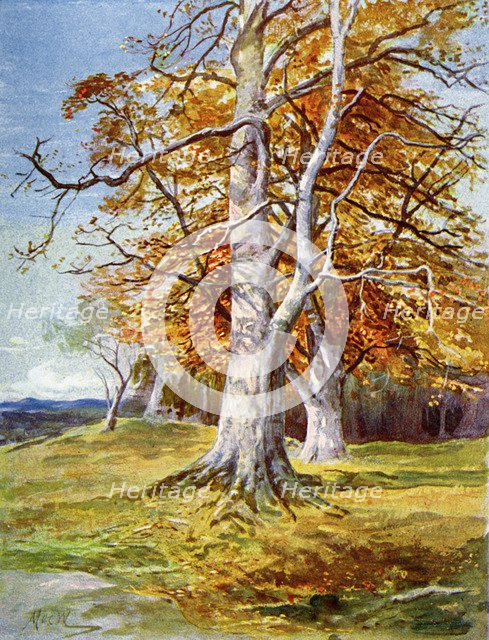 'Beech Tree, Autumn', 1900. Artist: Unknown
