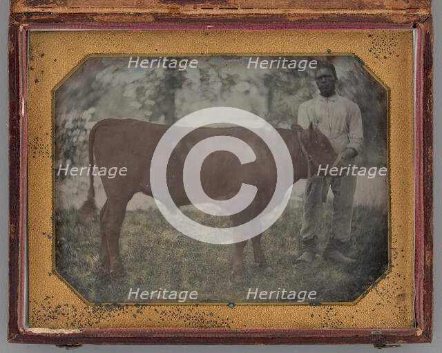 Untitled (Portrait of a Standing Man with a Steer), 1849-56. Creator: Montgomery Simons.