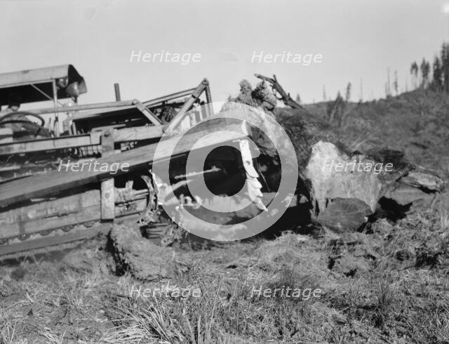 Possibly: Bulldozer raises and pushes stump on cut-over farm, Lewis County, Western Washington, 1939 Creator: Dorothea Lange.