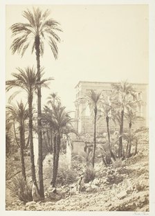 Group of Palms, 1858/62. Creator: Francis Frith.