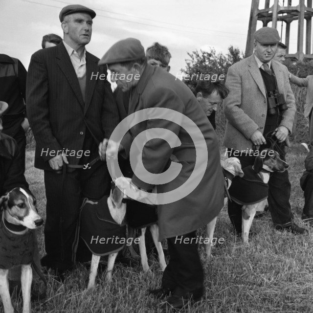 Hound Trailing, one of Cumbria's oldest and most popular sports, Keswick, 2nd July 1962. Artist: Michael Walters