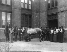 African American students judging horses - Hampton Institute, 1899 or 1900. Creator: Frances Benjamin Johnston.