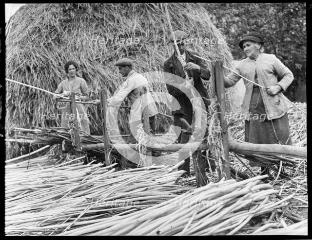 Osier strippers in Baughurst, peeling withies for making willow baskets, Hampshire, 1920-40. Creator: George R Long.
