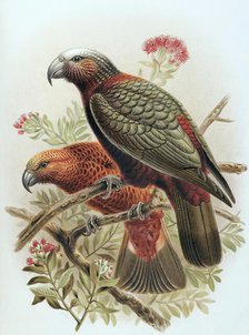 Kaka parrot and variety Kaka-kura. Nestor Meridionalis. (one-half natural size), 1888. Creator: Johannes Keulemans.