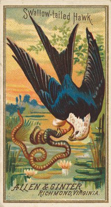 Swallow-tailed Hawk, from the Birds of America series (N4) for Allen & Ginter Cigarettes B..., 1888. Creator: Allen & Ginter.