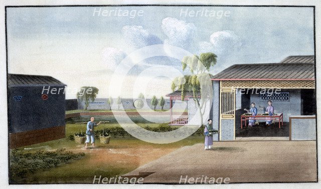 Sorting tea, 19th century. Artist: Unknown