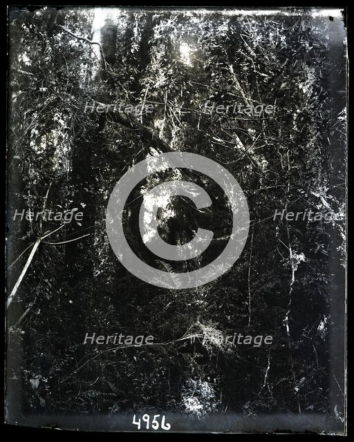 United States Fish Commission Steamer "Albatross" Circumnavigation of South America, 1888. Creator: United States National Museum Photographic Laboratory.