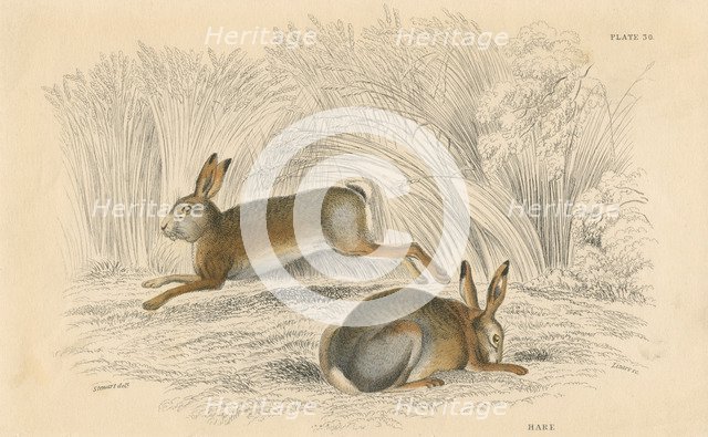 The Hare (Lepus europaeus), 1828. Artist: Unknown