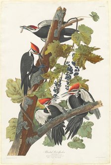 Pileated Woodpecker, 1831. Creator: Robert Havell.
